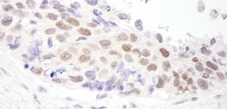 HDAC3 Antibody, Novus Biologicals 0.1mL; Unlabeled:Antibodies, Polyclonal